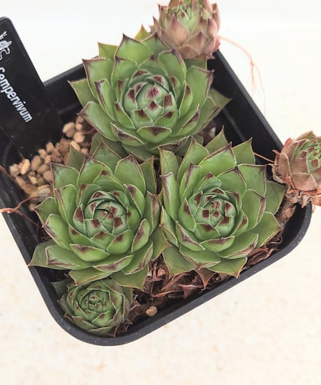 CATEGORY センペルビウム | toA Succulent