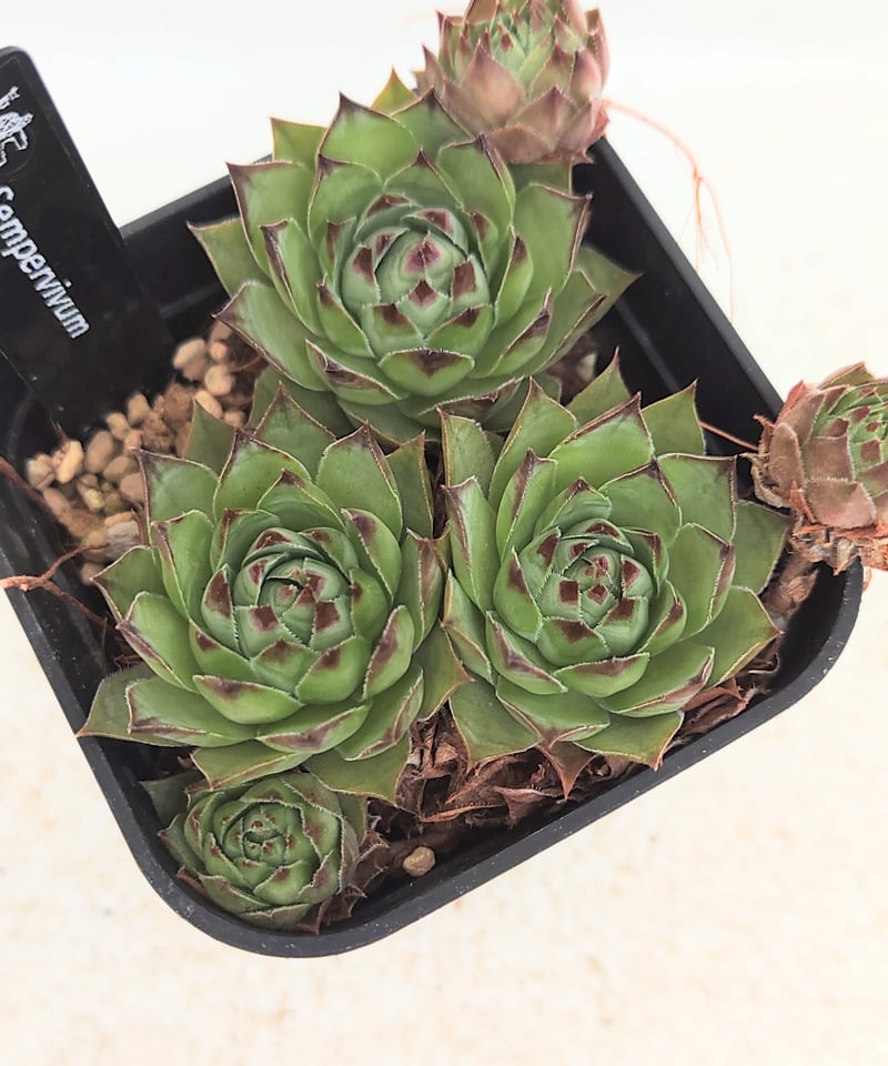 センペルビウム | toA Succulent