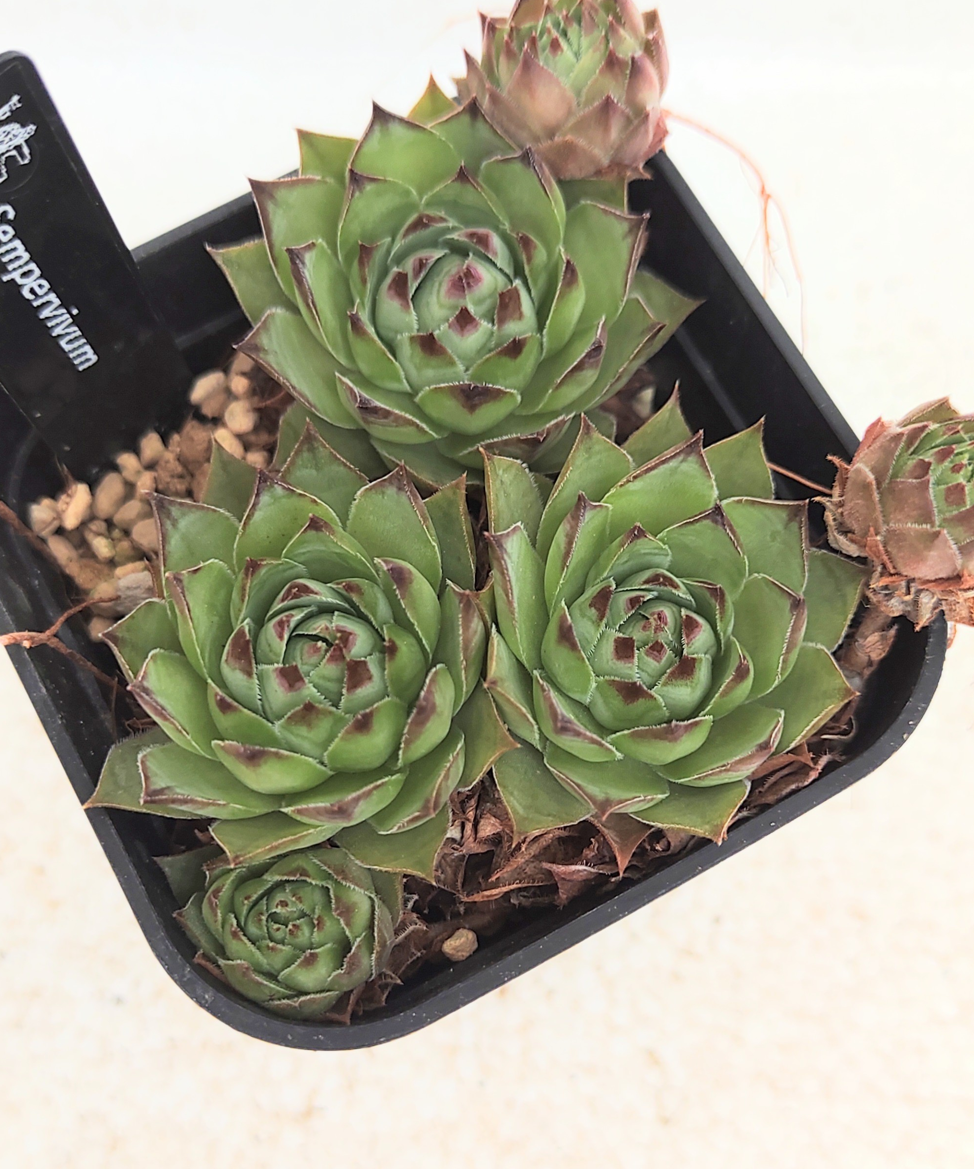 センペルビウム | toA Succulent