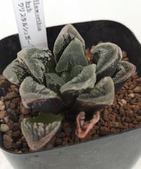 クリスタルシュガー　ハオルチア