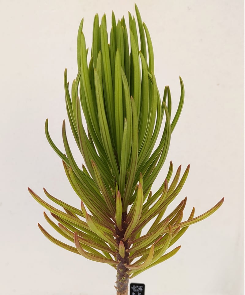 セネシオ アーケリー 抜き苗