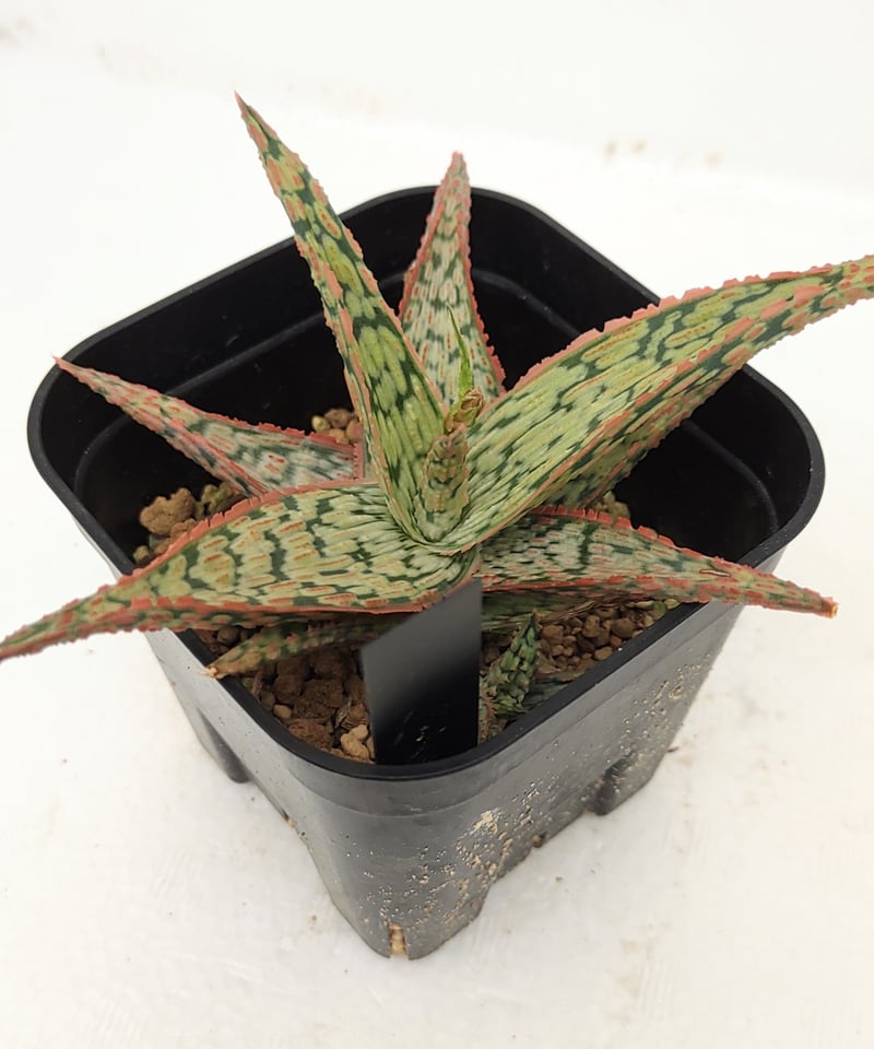 TCT Aloe hybrid sunkingアロエ ハイブリッド 子株 第四種 TCT Aloe hybrid sunkingアロエ ハイブリッド 子株 第四種