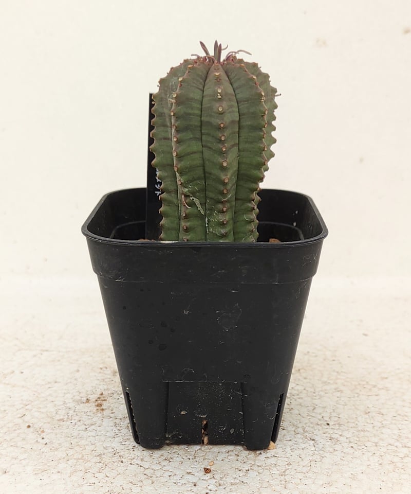カメレオンヘルメット ユーフォルヒア | toA Succulent