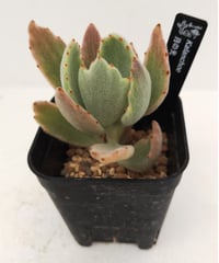 センペルビウム　Tesoro センペルビウム | toA Succulent