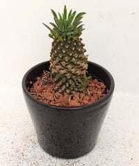 インコンスタンチア ユーフォルビア | toA Succulent