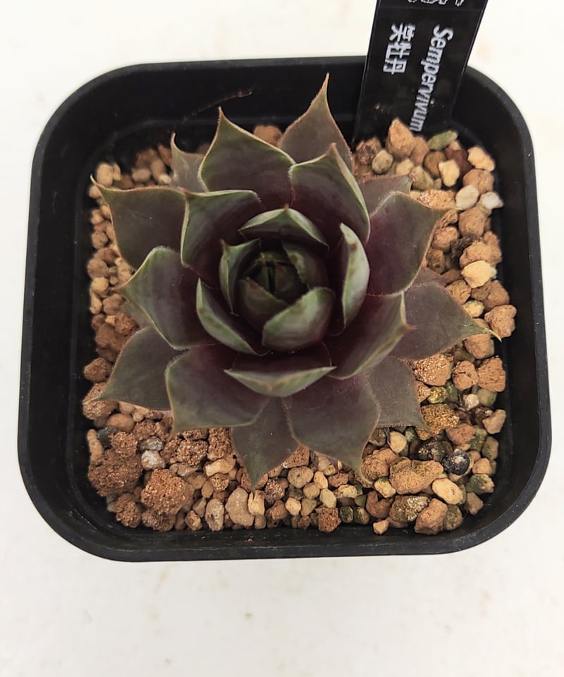 笑牡丹 センペルビウム | toA Succulent