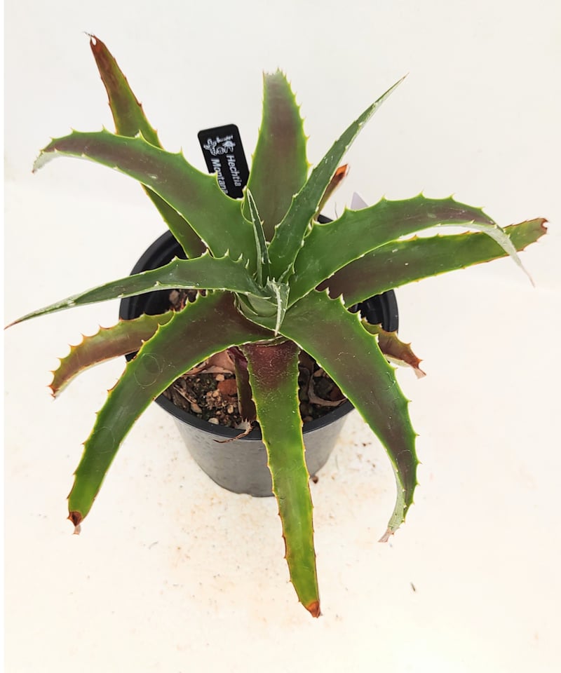 原種 ヘクチア Hechtia mooreana Ziplote, Canyon 原種 ヘクチア Hechtia mooreana Ziplote, Canyon 原種 ヘクチア