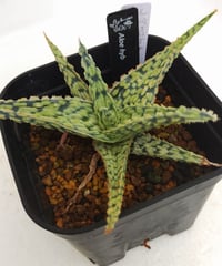 ホワイトフォックス/ラウヒー アロエ | toA Succulent