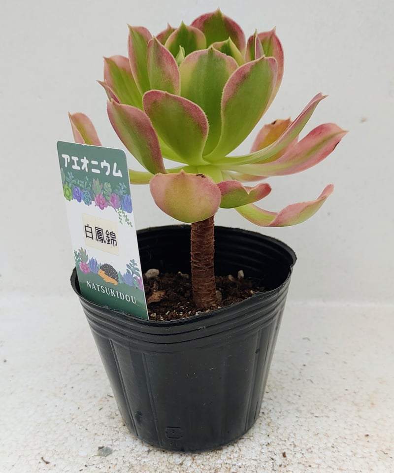 白鳳錦 アエオニウム | toA Succulent