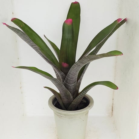 タンクブロメリア　＊triangulare Plants】オンラインストア10月21日入荷予定のタンク Frontier ブロメリア・エアープランツ
