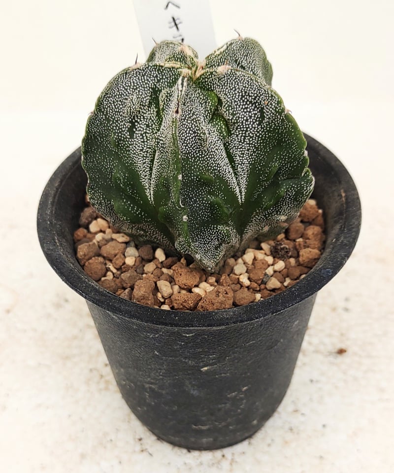 複隆ヘキラン サボテン | toA Succulent