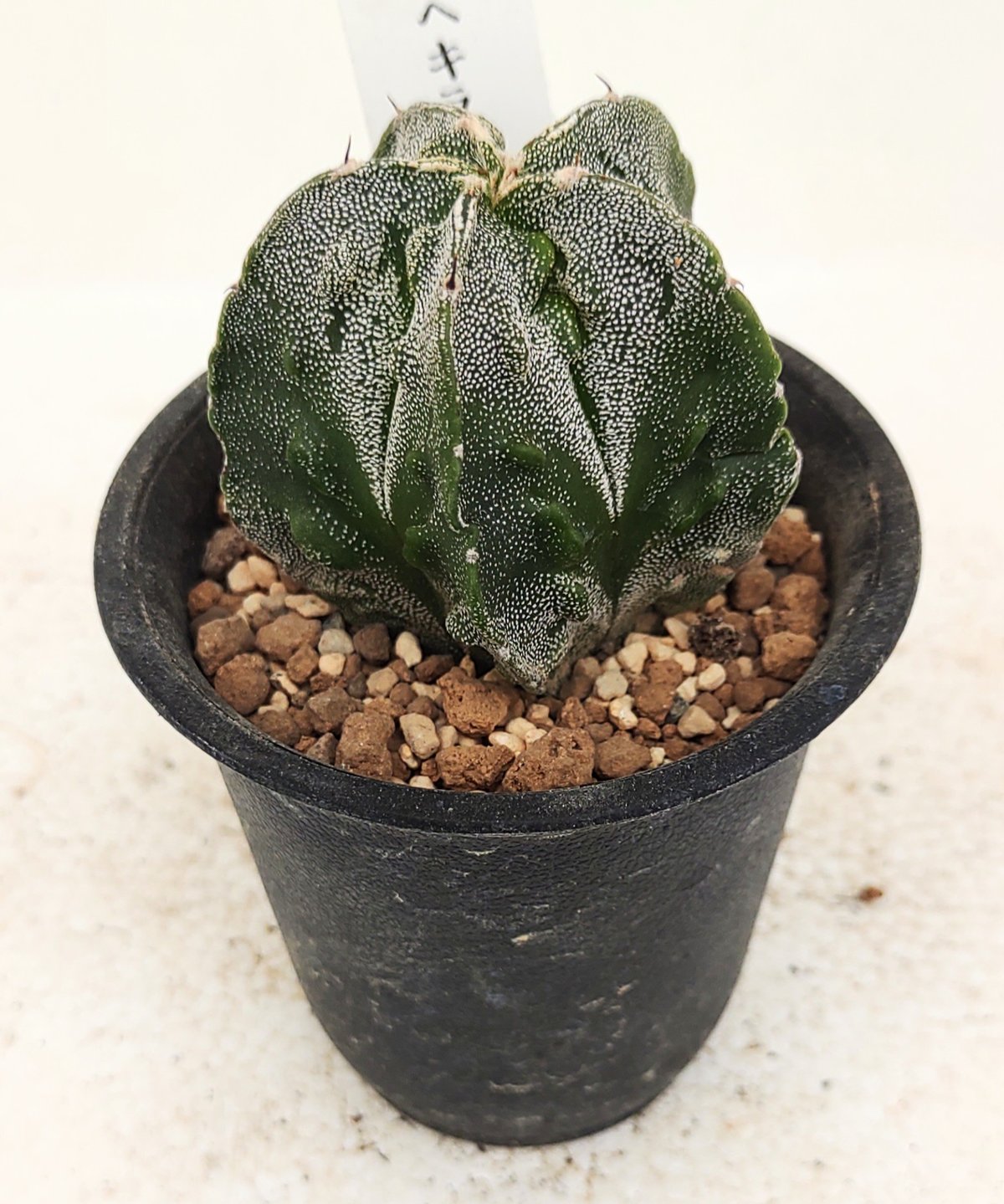 サボテン 複隆ヘキラン サボテン | toA Succulent