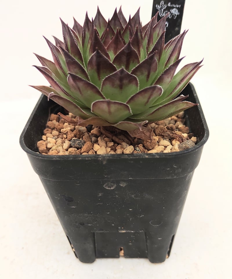 センペルビウム | toA Succulent