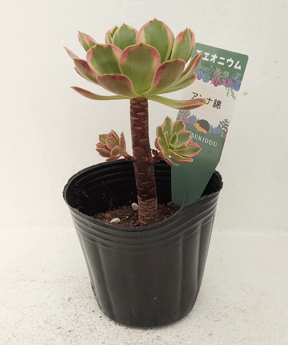 92#多肉植物アエオニウム錦❤️ アンナ錦❤️14頭21cm 鉢土付き出荷 92#多肉植物アエオニウム錦❤️ アンナ錦❤️14頭21cm 鉢土付き出荷