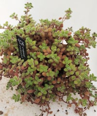 ワテルメイエリー クラッスラ | toA Succulent