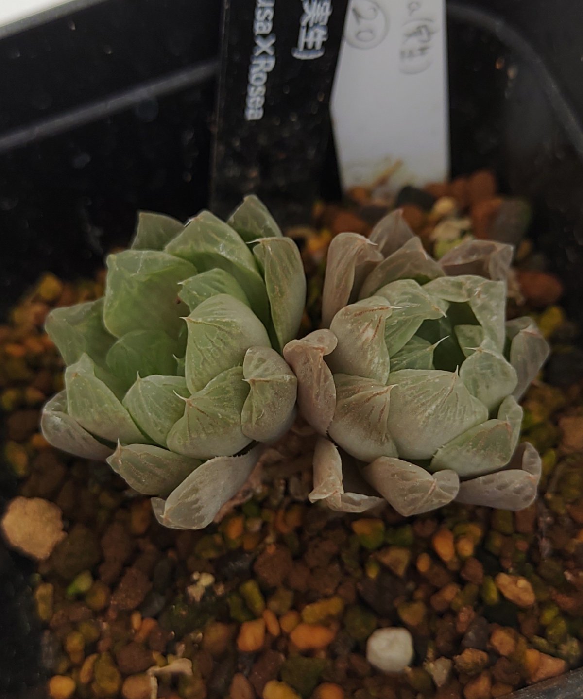 オブツーサ巨窓赤線