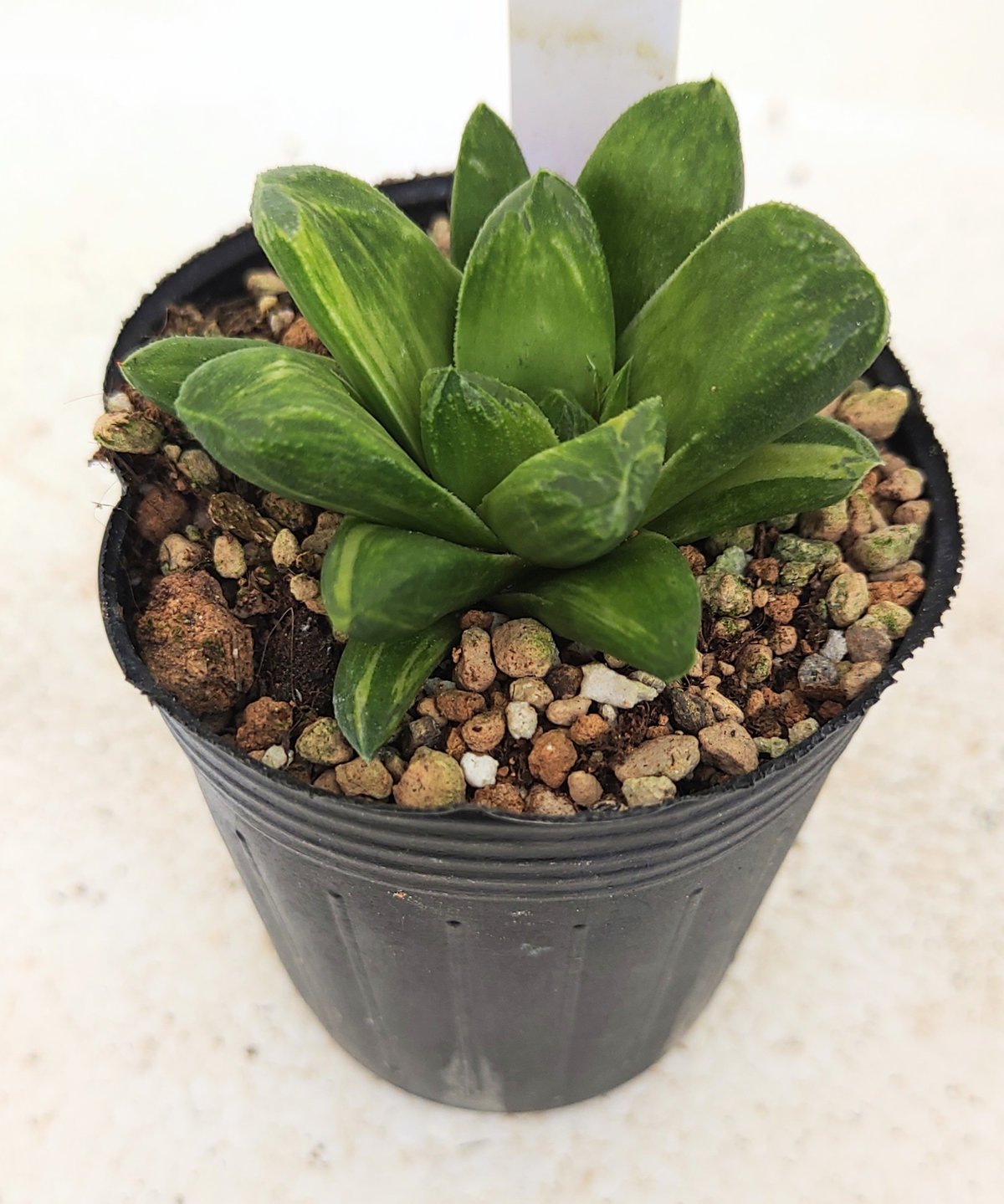 ☆☆万象＊雪国錦＊ハオルチア＊錦☆☆ 雪国×万象hyb錦 ハオルチア | toA Succulent