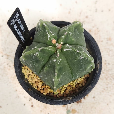 碧瑠璃鸞鳳玉 | STORES