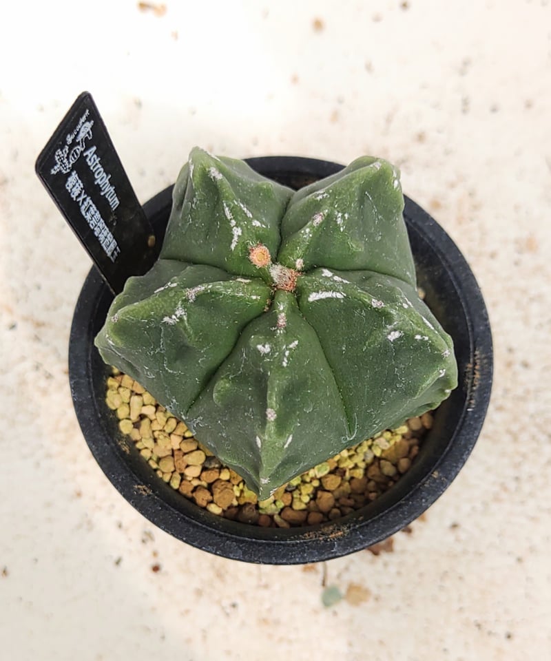 複稜×紅葉碧瑠璃ランポー サボテン | toA Succulent