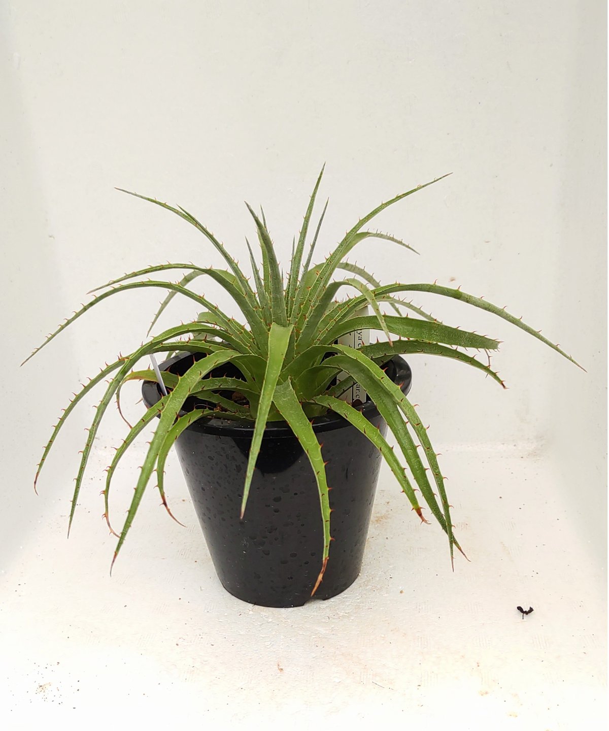 セルーレア プヤ | toA Succulent