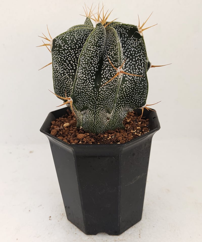 般若 アストロフィツム | toA Succulent