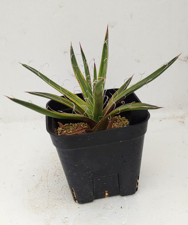 アガベ】滝の白糸錦 10株セット