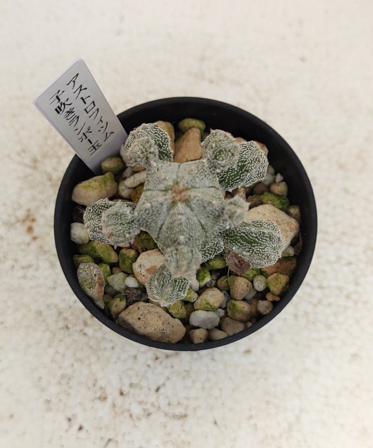子吹きランポー玉 アストロフィツム | toA Succulent