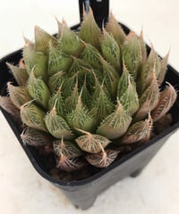 ヘルバセア×レツーサ　ハオルチア