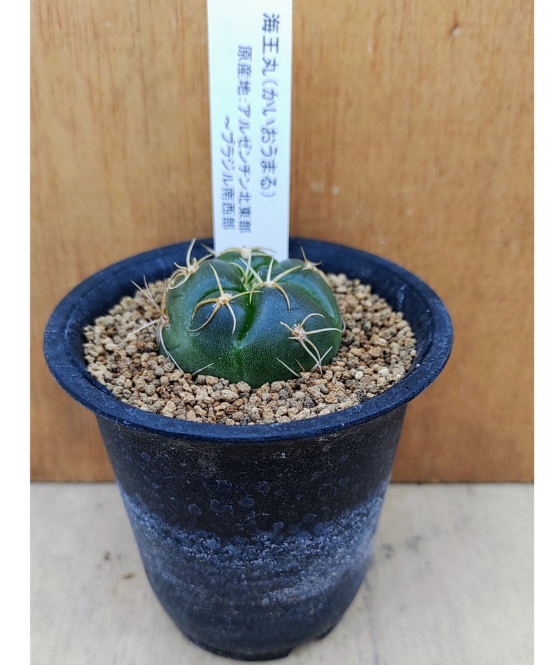 海王丸 サボテン | toA Succulent