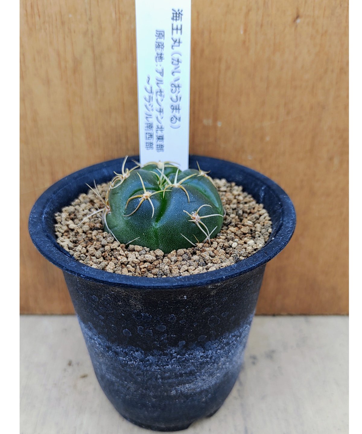 海王丸 サボテン | toA Succulent