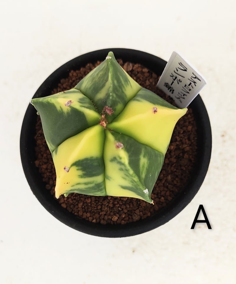 サボテン 柱サボテン・鬼面角A540｜観葉植物専門店「ワールドガーデン」