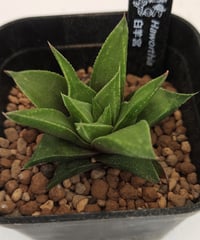 白羊宮　ハオルチア