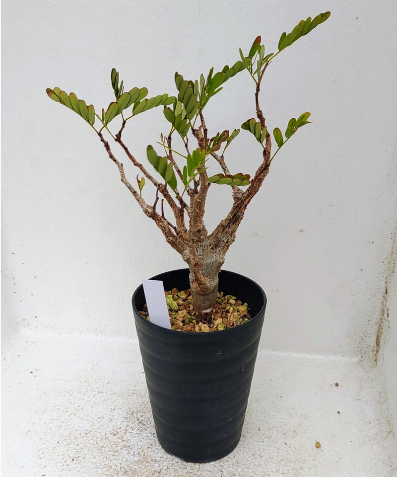 メリディオナリス センナ | toA Succulent