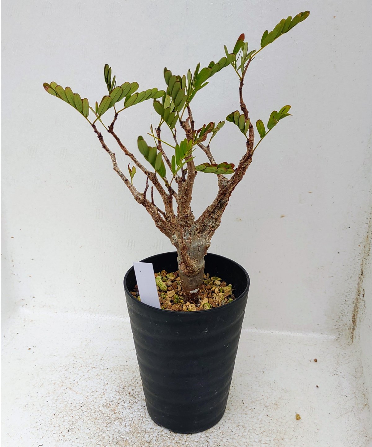 メリディオナリス センナ | toA Succulent