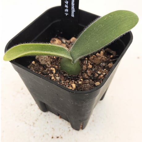 球根植物 | STORES 球根植物 | STORES