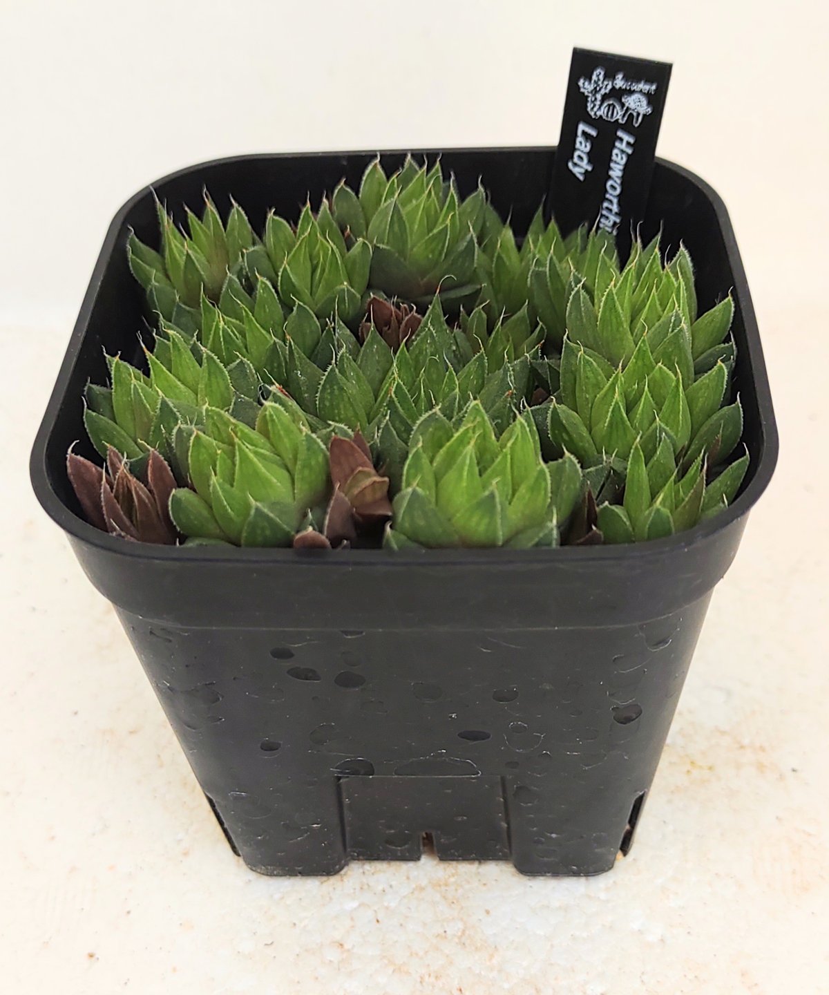 レディ ハオルチア | toA Succulent