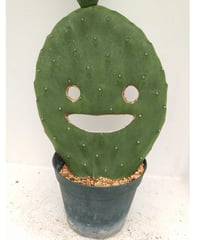 ロイヤル玉牡丹しわ サボテン | toA Succulent