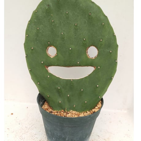 ウチワサボテン | STORES