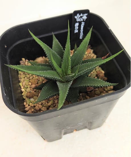 CATEGORY ハオルチア | toA Succulent