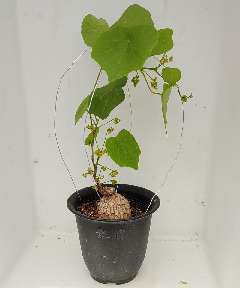 スベローサ C ステファニア | toA Succulent