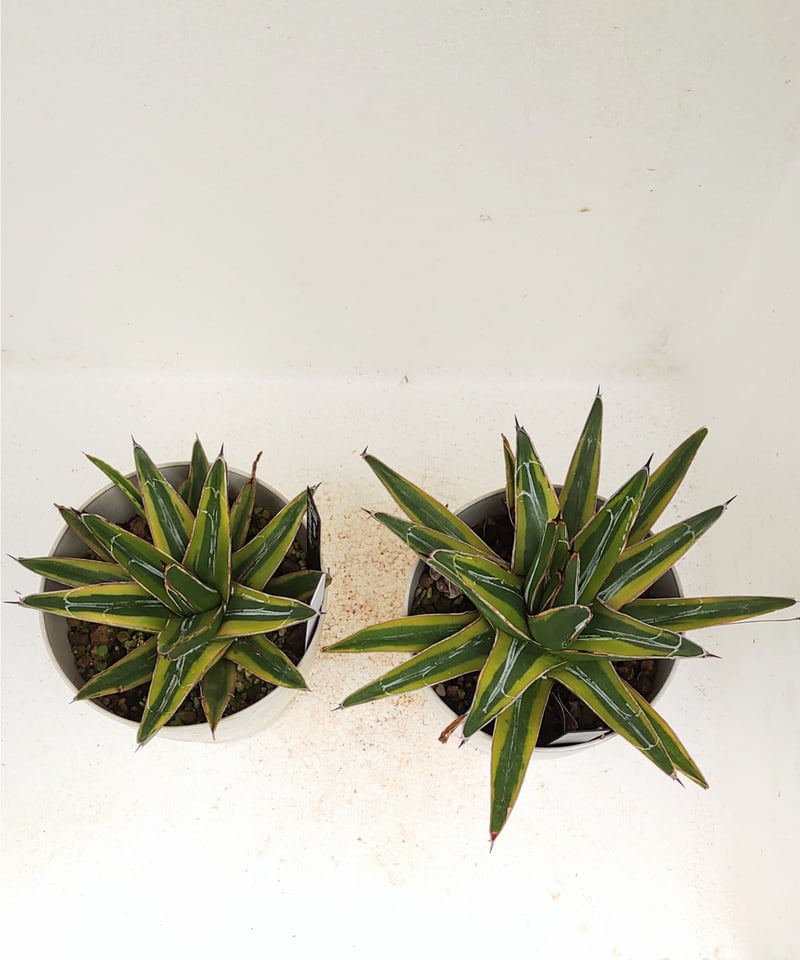 笹の雪黄覆輪 アガベ | toA Succulent