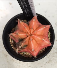 ❣️多肉植物 ユーフォルビア オベサ 大株 雄❣️ ユーフォルビア・オベサ | Botanical Archive | ユニークな多肉