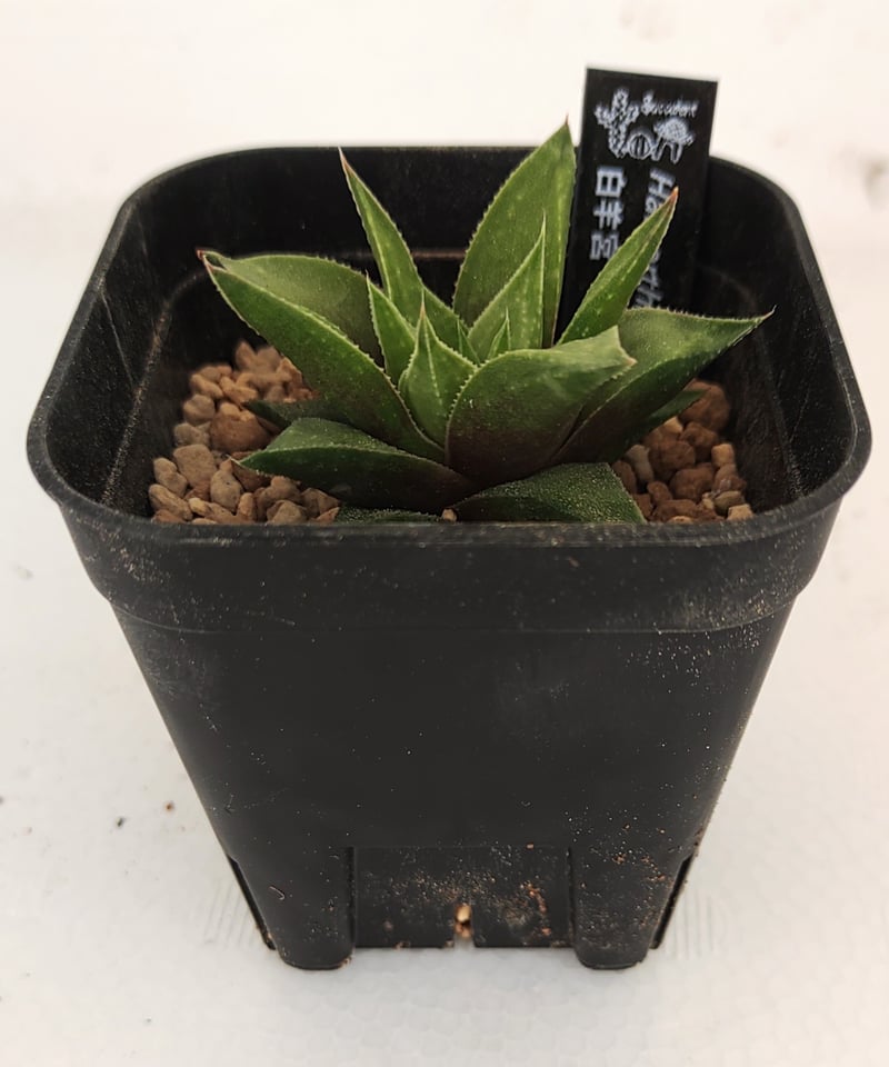 白羊宮 ハオルチア | toA Succulent