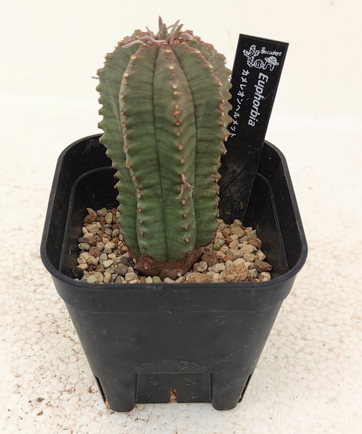 カメレオンヘルメット ユーフォルヒア | toA Succulent