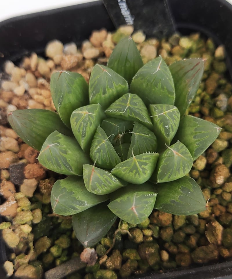 ブラックオブツーサα×マリン ハオルチア | toA Succulent