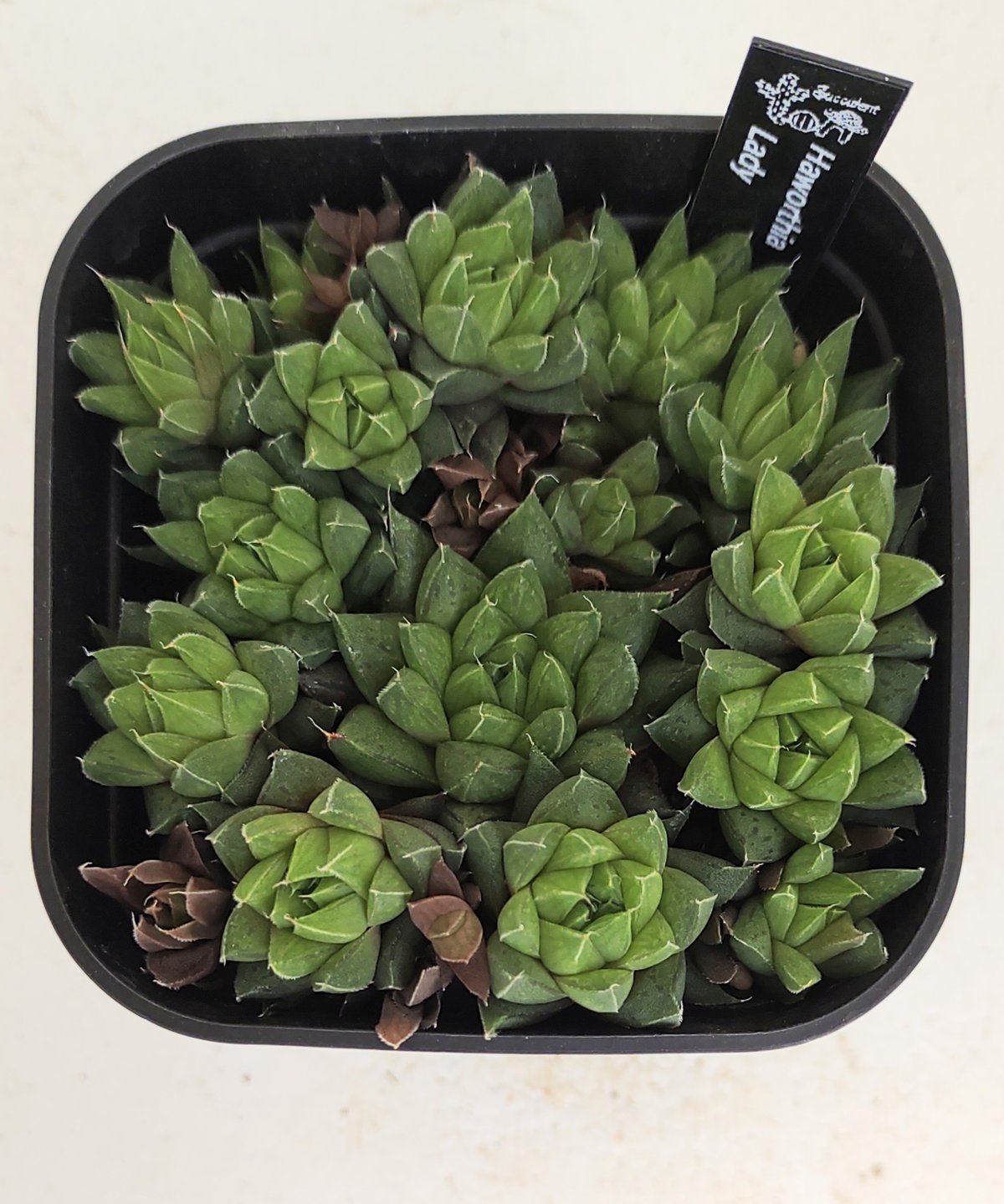 レディ ハオルチア | toA Succulent