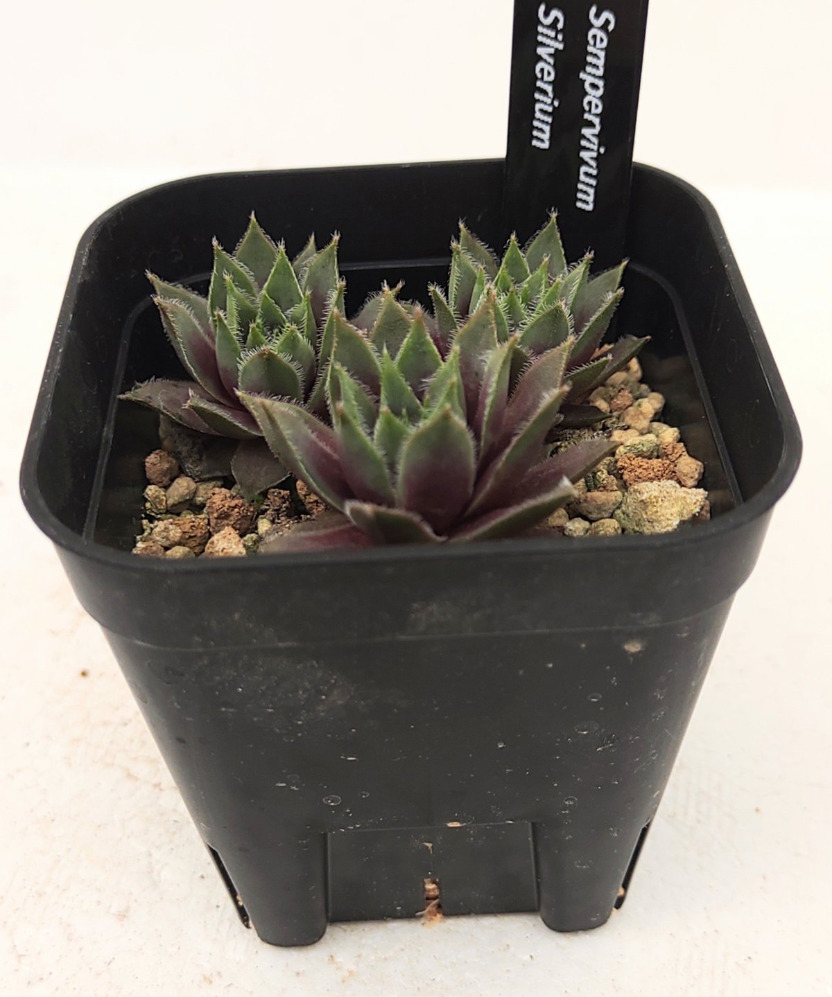 感謝を込めて。センペルビウム15(*´ω`*)J シルベリウム センペルビウム | toA Succulent
