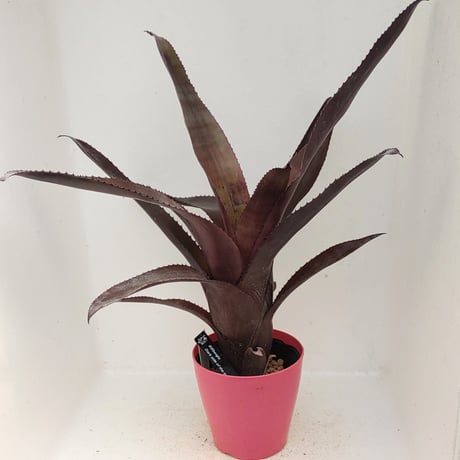 ブロメリア | STORES