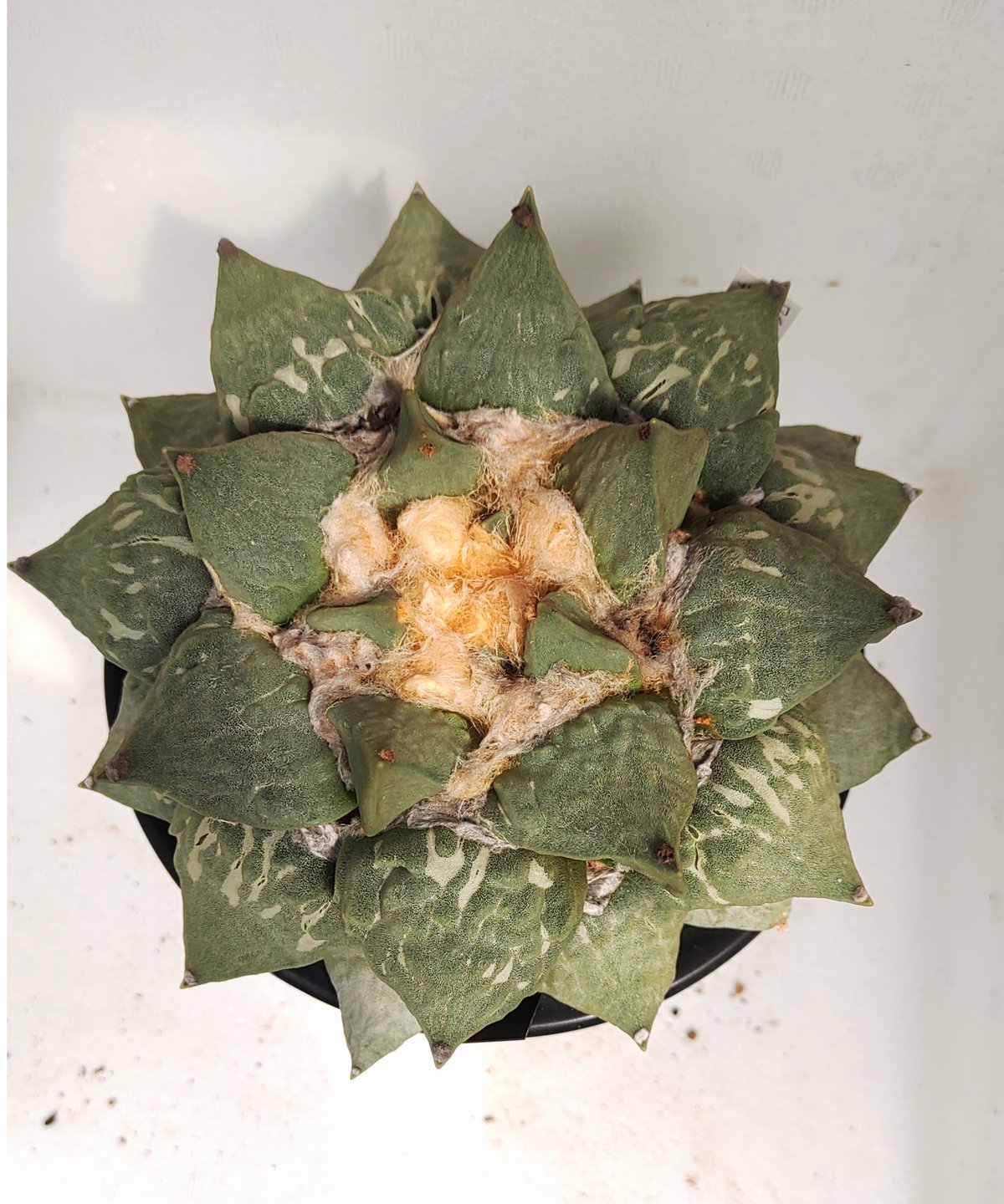 多頭牡丹 ロイヤル玉牡丹しわ サボテン | toA Succulent