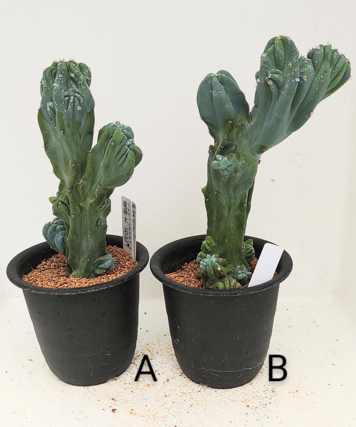 竜神木石化 サボテン | toA Succulent